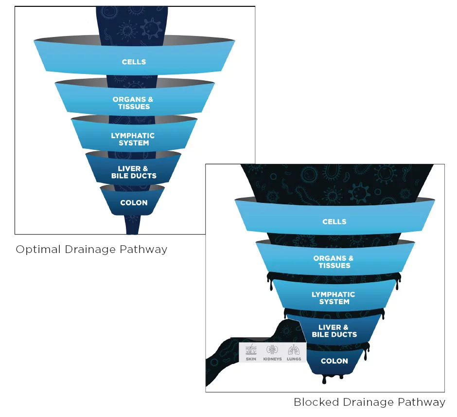 infographic of drainage pathways