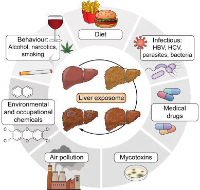 Infographic of Liver Exposome