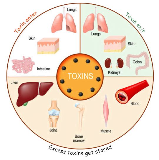 Infographic of the process of detoxification and elimination