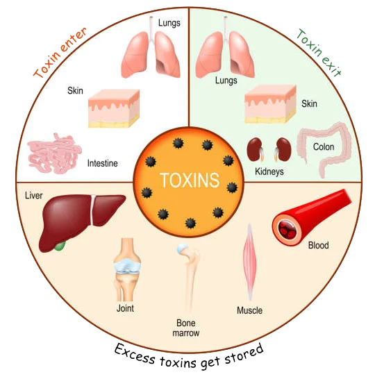 Infographic of the process of detoxification and elimination